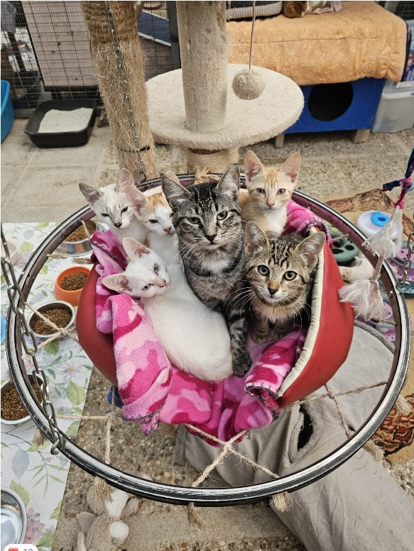 Animais acolhidos pela ALAAR